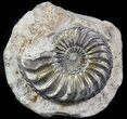 Pyritized Pleuroceras Ammonite - Germany #42751-1